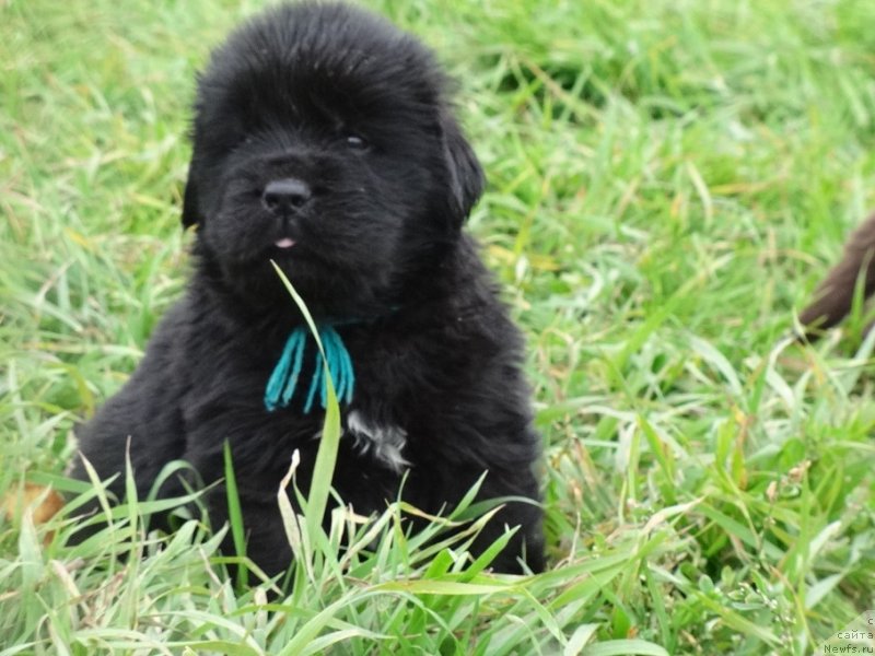 Фото: ньюфаундленд YEkselent B'yuti (Экселент Бьюти)