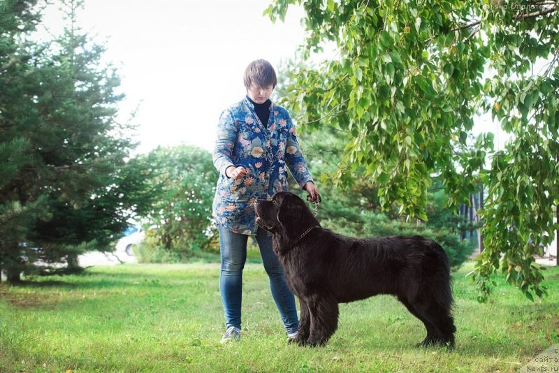 Фото: ньюфаундленд Prometey Daritel Ognya (Прометей Даритель Огня)