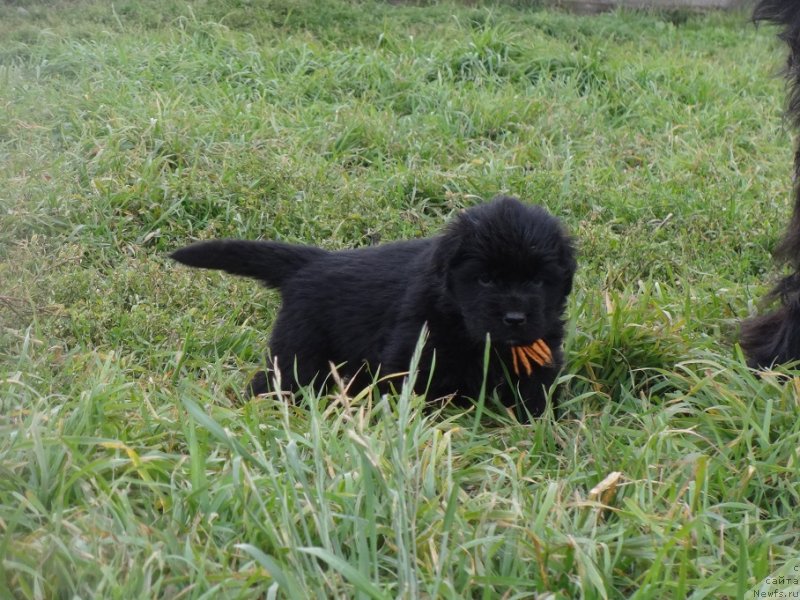 Фото: ньюфаундленд YEkselent B'yuti (Экселент Бьюти)