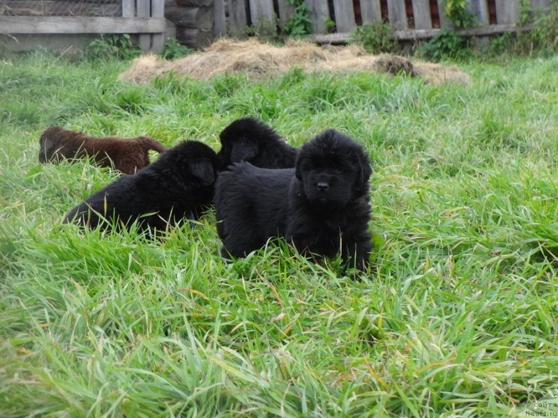 Фото: ньюфаундленд YEkselent B'yuti (Экселент Бьюти)