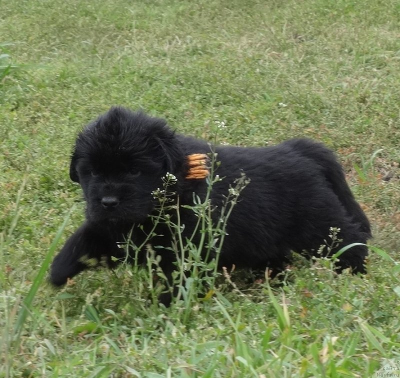 Фото: ньюфаундленд YEkselent B'yuti (Экселент Бьюти)