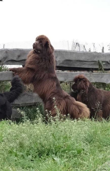 Фото: ньюфаундленд Funnewf Avalon (Фанньюф Авалон)
