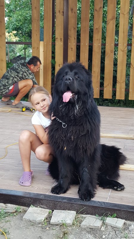 Фото: ньюфаундленд Inviting Look of Love (Инвайтинг Лук оф Лав)