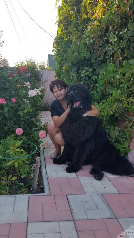 Фото: ньюфаундленд Inviting Look of Love (Инвайтинг Лук оф Лав)