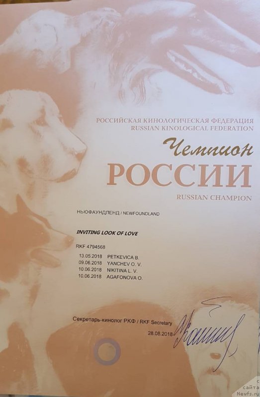 Фото: ньюфаундленд Inviting Look of Love (Инвайтинг Лук оф Лав)