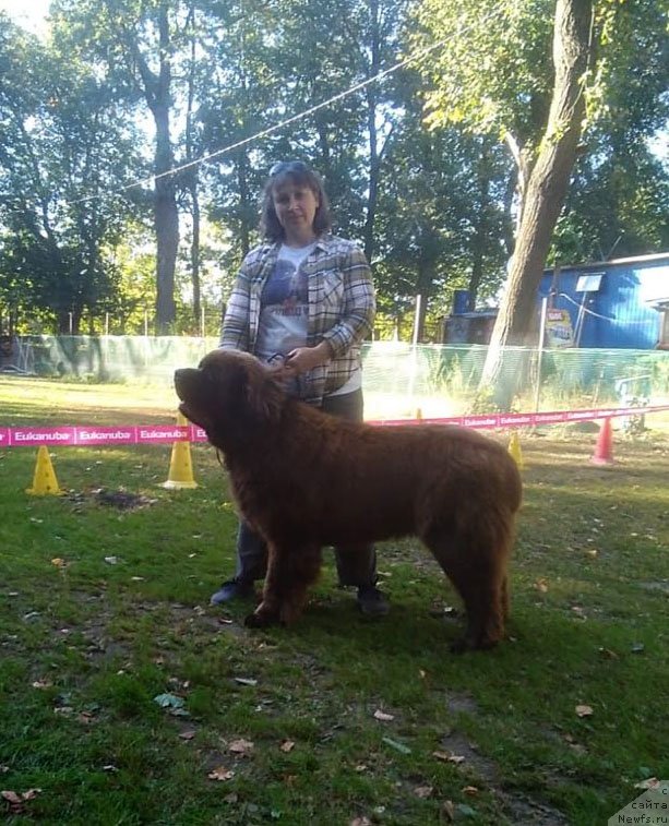 Фото: ньюфаундленд Brownblood MSK Lyon Labi-Roni (Браунблад  МСК Лион Лаби-Рони)