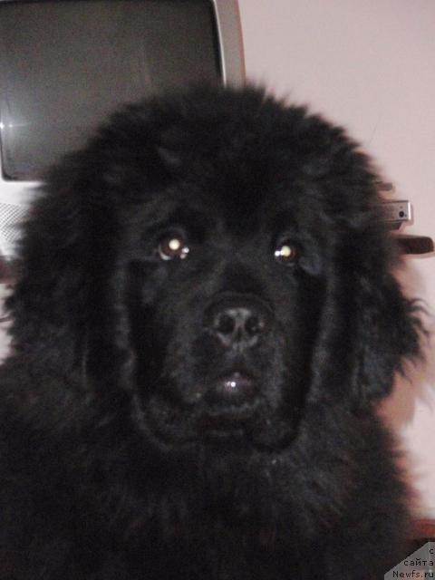 Фото: ньюфаундленд Kudesnik Zvezdnyiy (Кудесник Звездный)