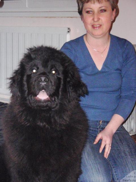 Фото: ньюфаундленд Kudesnik Zvezdnyiy (Кудесник Звездный)