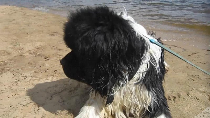 Фото: ньюфаундленд Vodogray ot Karel'skih Medvedey (Водограй от Карельских Медведей)