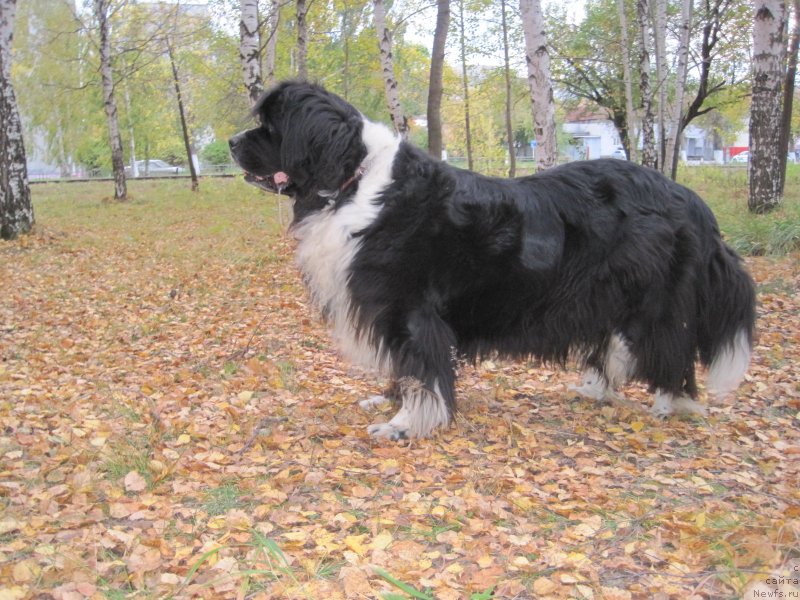 Фотография № 238780