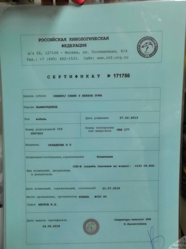 Фото: ньюфаундленд Chernyj Chank s Berega Dona (Черный Чанк с Берега Дона)