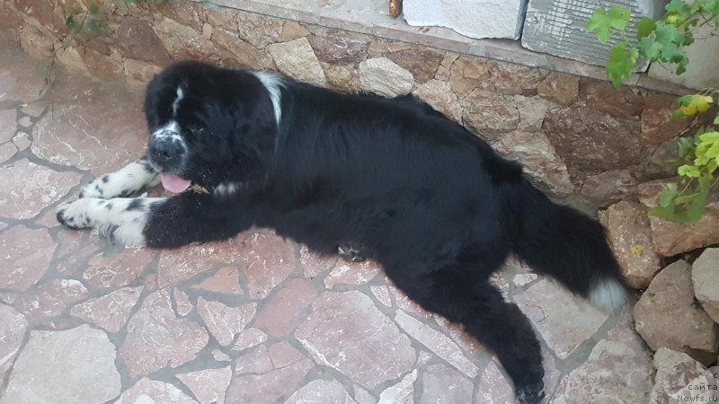 Фото: ньюфаундленд Bard s Berega Dona (Бард с Берега Дона)