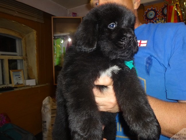 Фото: ньюфаундленд YEkselent B'yuti (Экселент Бьюти)