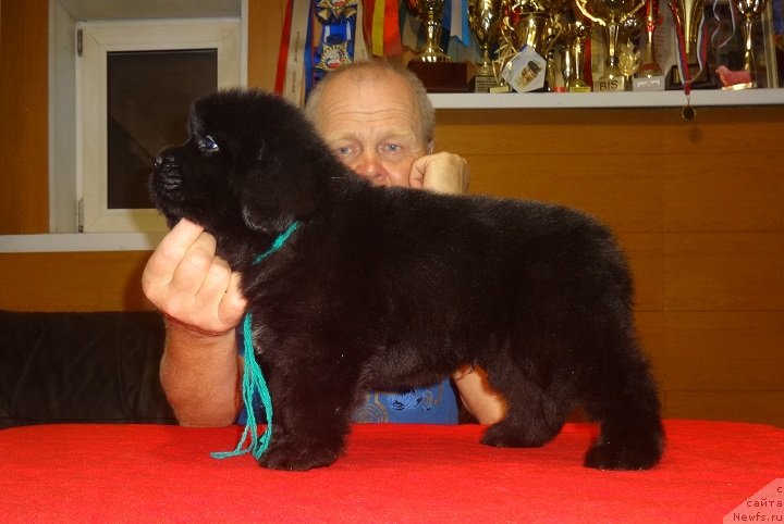 Фото: ньюфаундленд YEkselent B'yuti (Экселент Бьюти)