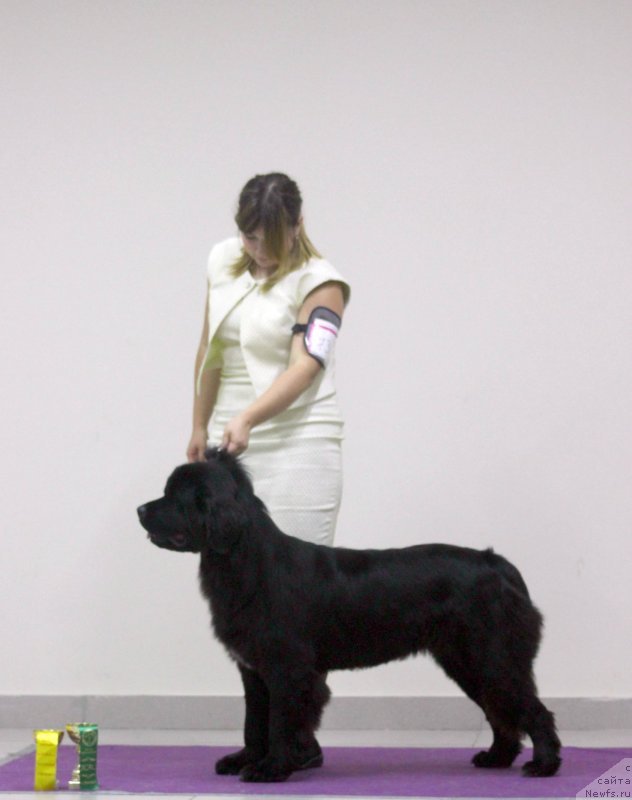 Фото: ньюфаундленд Terra Victoria Key to my Heart (Терра Виктория Кей ту Май Харт)