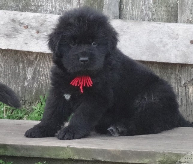 Фото: ньюфаундленд YEkselent B'yuti (Экселент Бьюти)