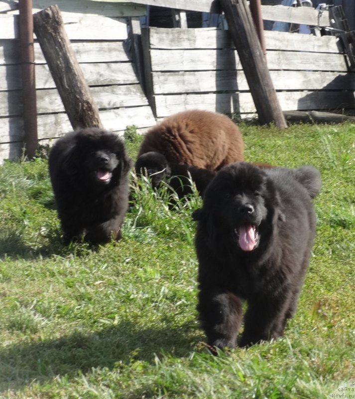 Фото: ньюфаундленд N'yufort Uitni Tradiciya Legendyi (Ньюфорт Уитни Традиция Легенды)