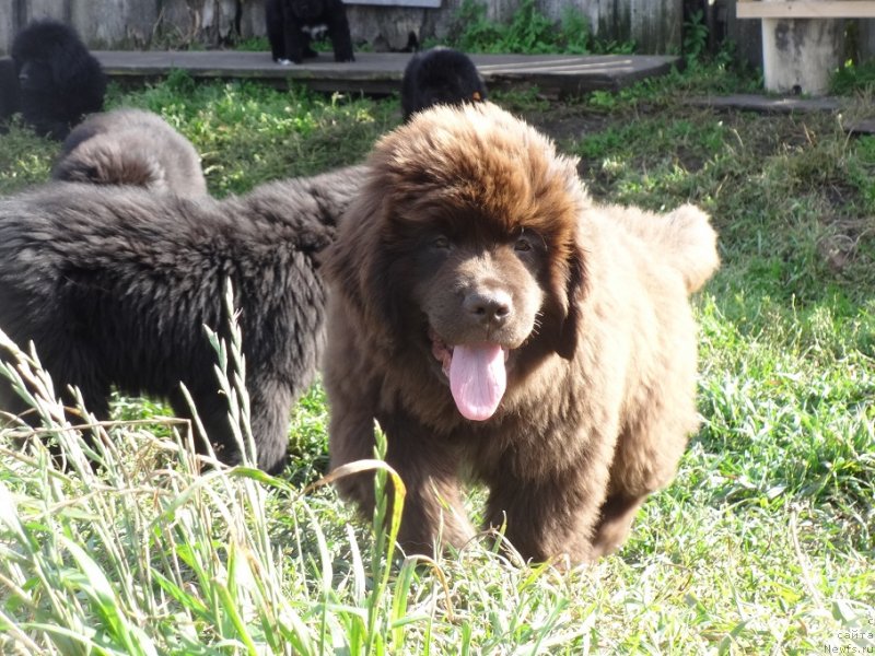 Фото: ньюфаундленд N'yufort Uitni Tradiciya Legendyi (Ньюфорт Уитни Традиция Легенды)