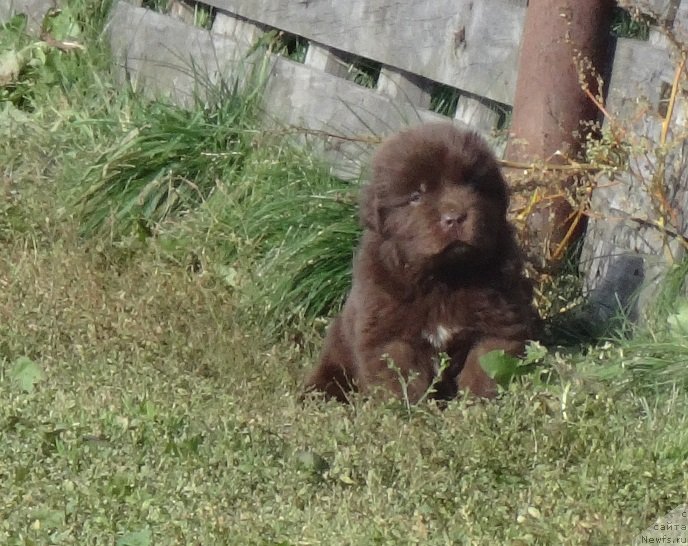 Фото: ньюфаундленд YEkselent B'yuti (Экселент Бьюти)