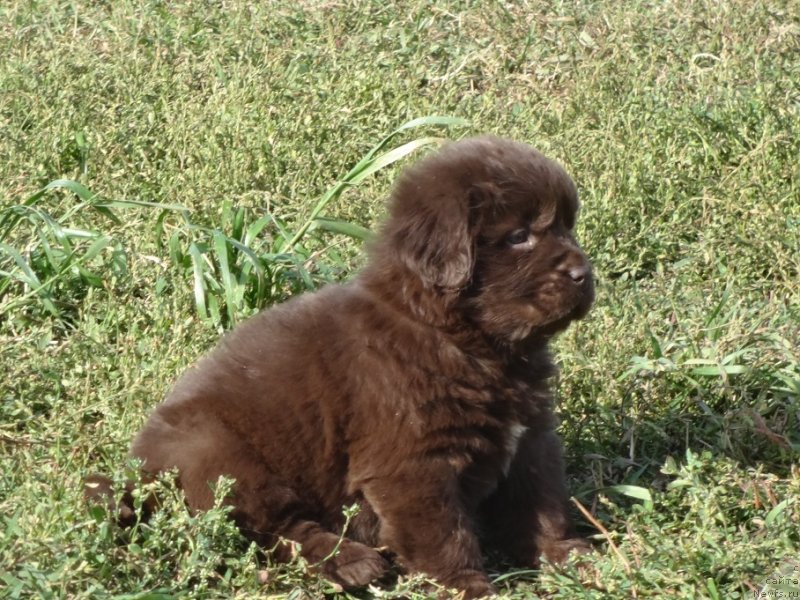 Фото: ньюфаундленд Njufort Pacifik (Ньюфорт Пацифик)