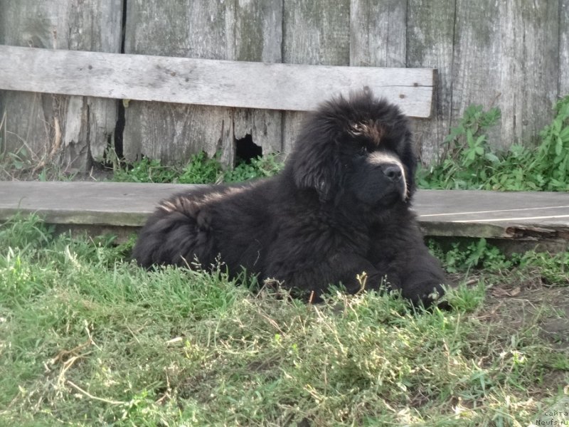 Фото: ньюфаундленд N'yufort Uitni Tradiciya Legendyi (Ньюфорт Уитни Традиция Легенды)