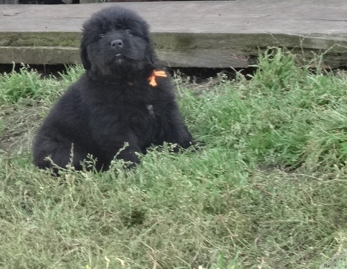 Фото: ньюфаундленд YEkselent B'yuti (Экселент Бьюти)