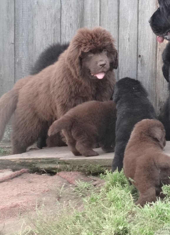 Фото: ньюфаундленд N'yufort Uitni Tradiciya Legendyi (Ньюфорт Уитни Традиция Легенды)