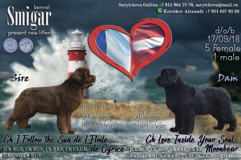 Фото: ньюфаундленд I Follow The Sun de L'Etoile de Cyrice, ньюфаундленд Love Inside Your Soul Moon Bear (Love Inside Your Soul Moon Bear)