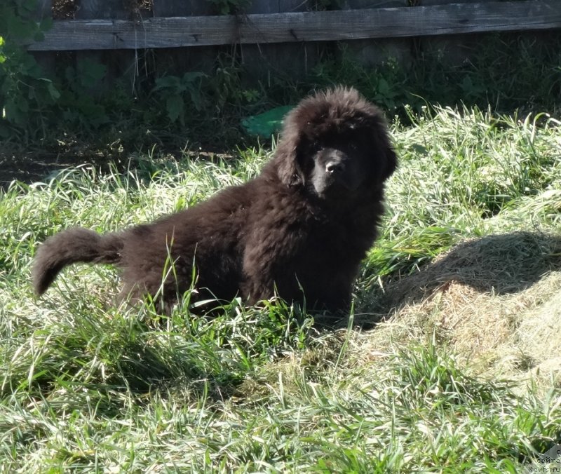 Фото: сын, ньюфаундленд Funnewf Avalon (Фанньюф Авалон), 2.5 месяца