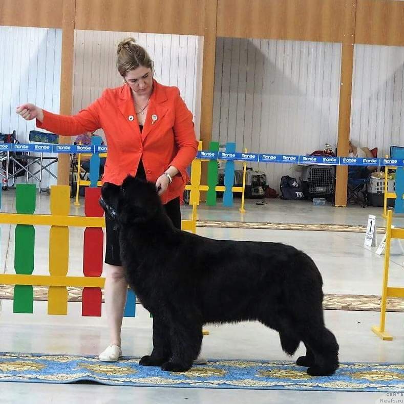 Фото: ньюфаундленд Super Premium Undercover Love (Супер Премиум Ундерковер Лове)