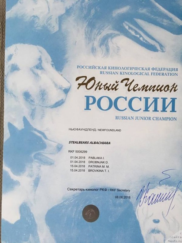 Фото: ньюфаундленд Stealbears Albachiara (Стеалбеарс Альбакьяра)