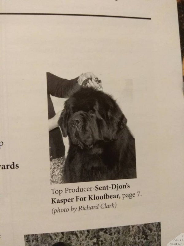 Фото: ньюфаундленд Sent Djons Kasper for Kloofbear (Сент Джонс Каспер фор Клуфбеар)