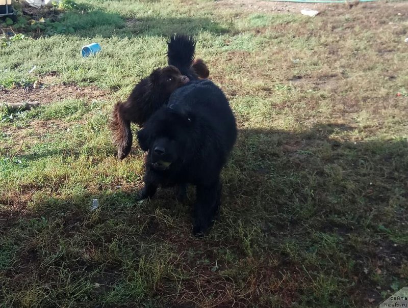 Фото: ньюфаундленд Terra Viktoriya Laguna Verde (Терра Виктория Лагуна Верде), ньюфаундленд Njufort Morskaya Nimfa (Ньюфорт Морская Нимфа)