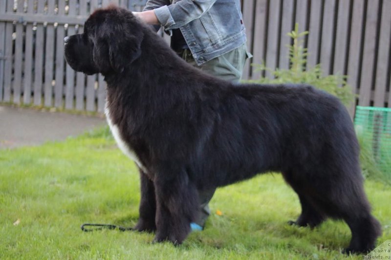 Фото: ньюфаундленд Cristalmar Mixed Emotion at Ursinus Velutus