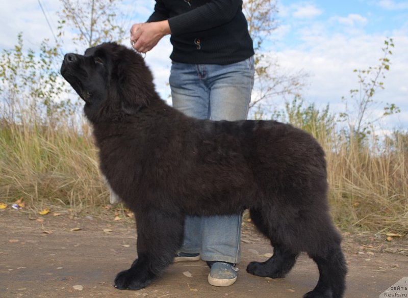 Фото: ньюфаундленд Hit SHeliko Erofey Erland (Хит Шелико Ерофей Ерланд)