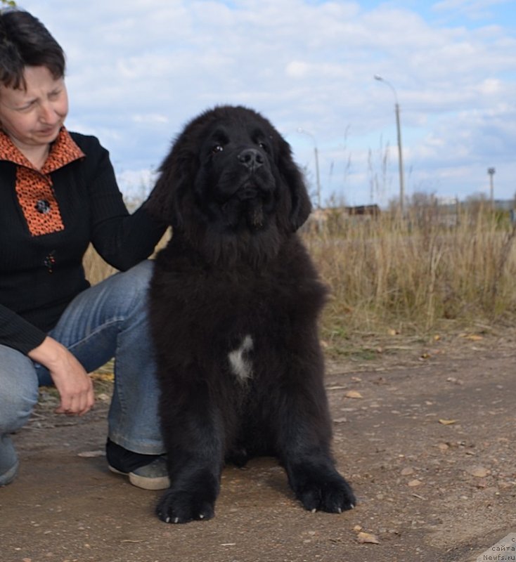 Фото: ньюфаундленд Hit SHeliko Erofey Erland (Хит Шелико Ерофей Ерланд)