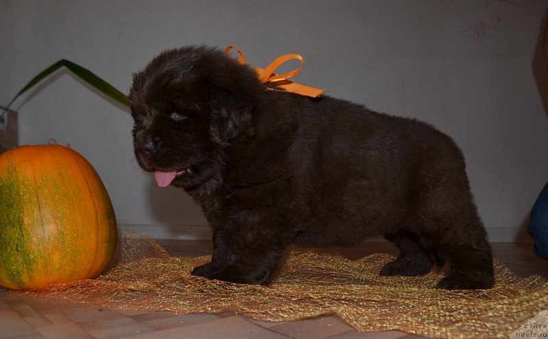 Фото: щенок, Хит Шелико Ж, оранжевая лента, 1 месяц, сука