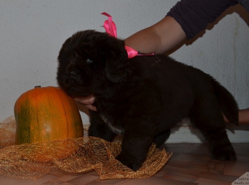 Фото: щенок, розовая лента, Хит Шелико Желанная Победа