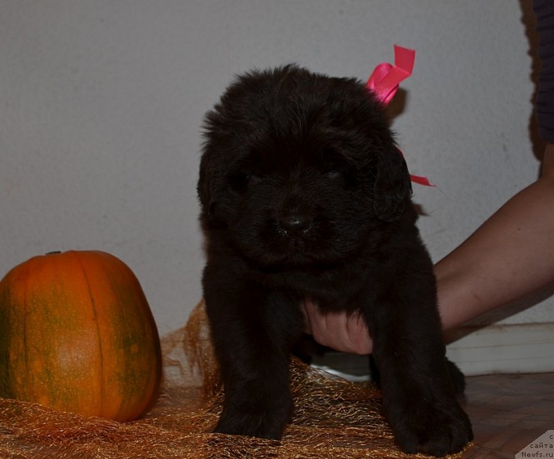 Фото: Хит Шелико Желанная Победа, розовая лента