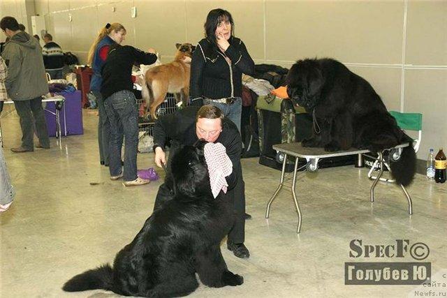 Фото: ньюфаундленд Smigar Shalovlivy Medved (Смигар Шаловливый Медведь)