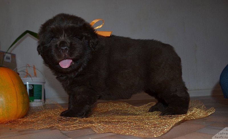 Фото: Хит Шелико Жеманная Кокетка, оранжевая лента, щенок