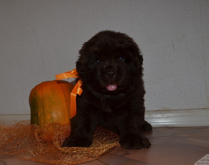 Фото: Хит Шелико Жеманная Кокетка, оранжевая лента, щенок