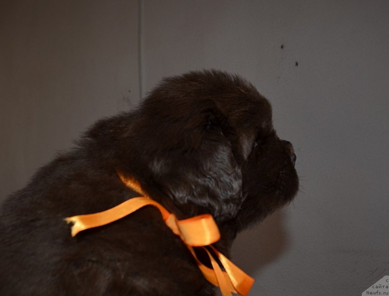 Фото: Хит Шелико Жеманная Кокетка, оранжевая лента, щенок