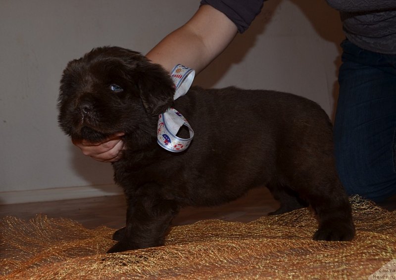 Фото: Хит Шелико Ж, белая лента, щенок