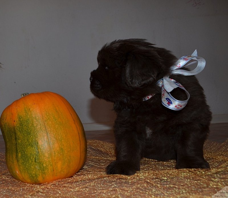 Фото: Хит Шелико Ж, Белая лента, щенок