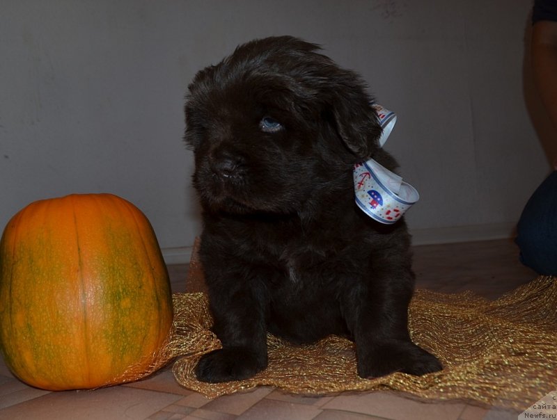 Фото: Хит Шелико Ж, белая лента, щенок