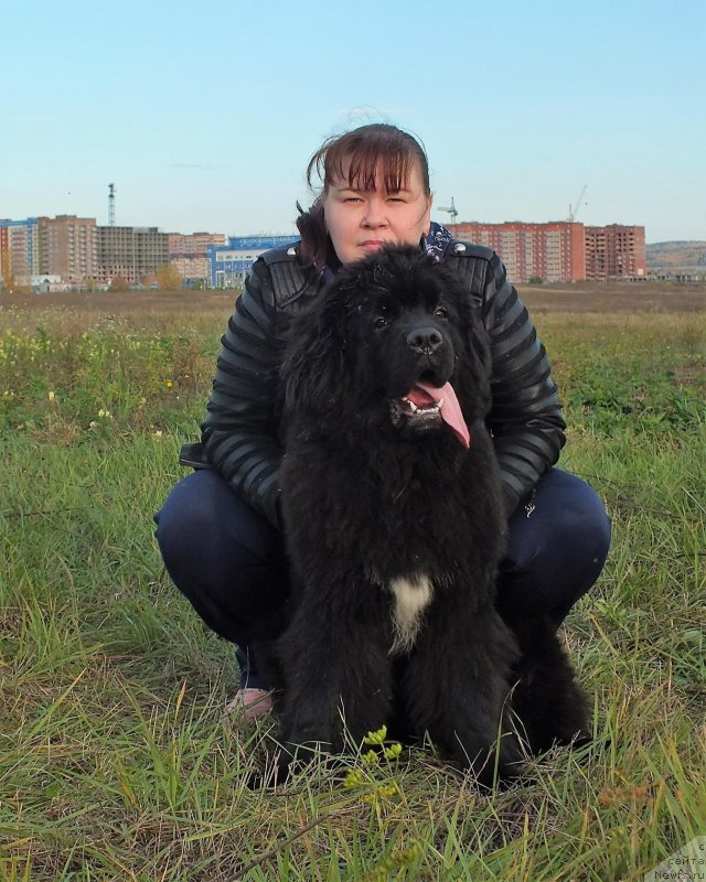 Фото: ньюфаундленд N'yufort Nikita (Ньюфорт Никита)