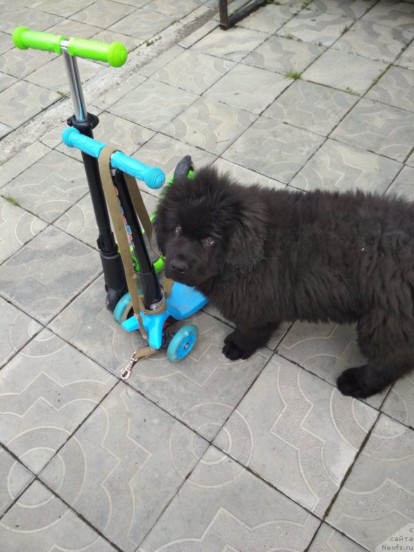 Фото: ньюфаундленд N'yufort Naomi (Ньюфорт Наоми)