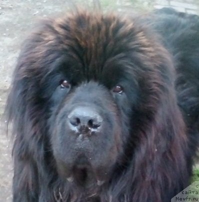 Фото: ньюфаундленд S'Nejnaya V'yuga Big Rashshen Boss (С'Нежная Вьюга Биг Рашшен Босс)