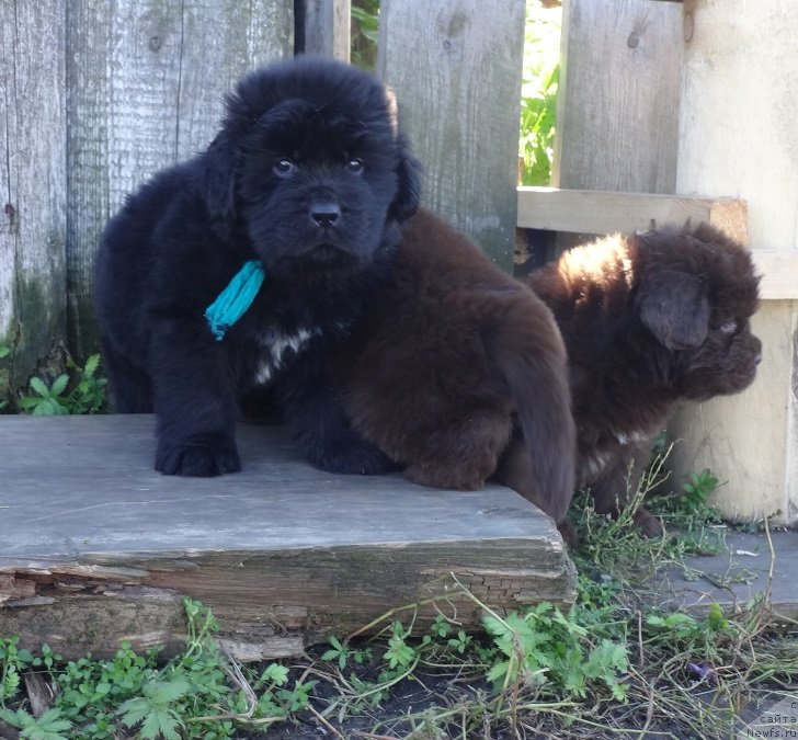 Фото: щенки, ньюфаундленд YEkselent B'yuti (Экселент Бьюти)